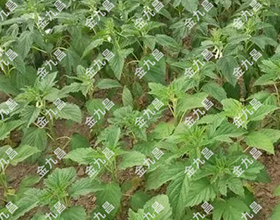 湖北金九昌種業(yè)有限公司